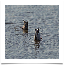 Dabbling Ducks (bottoms up) - Richard Nicholls